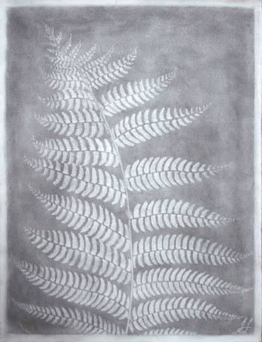 Original Figurative Botanic Drawings by Laura Stötefeld