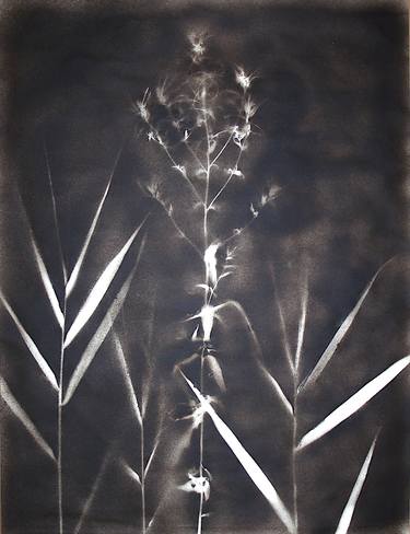 Original Illustration Botanic Printmaking by Laura Stötefeld