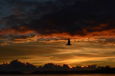 In Flight - Sunrise over The Shoalhaven River thumb