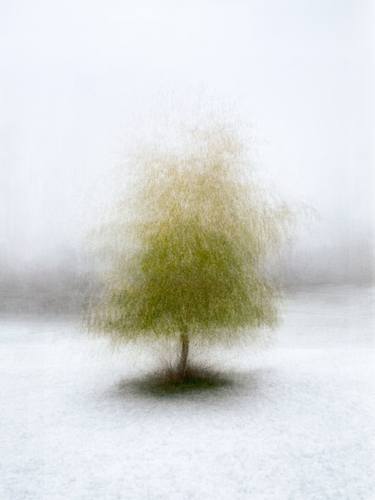 Tree in Winter thumb