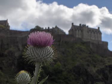 The thistle of Scotland - Limited Edition of 1 thumb