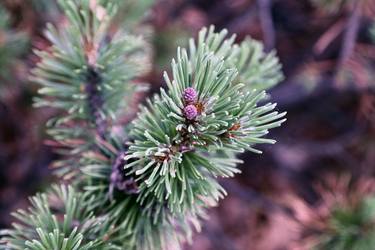 Tiny pine Cones thumb