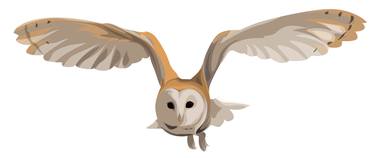 owl vector thumb