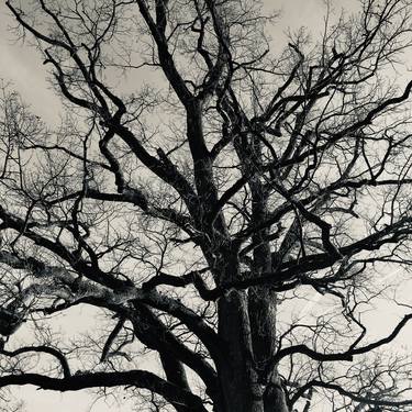Old tree against sky in winter. thumb