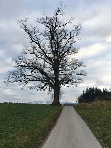 Big old tree on horizon. thumb