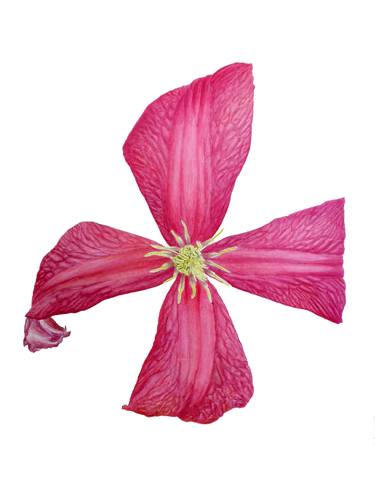 Clematis "Julia Cornivon" Flower thumb
