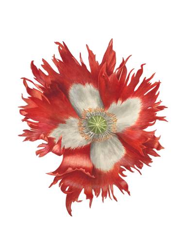 "Victoria Cross" Poppy Flower thumb