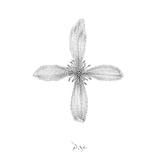 Propeller flower by Igor Pose