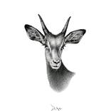 Impala by Igor Pose