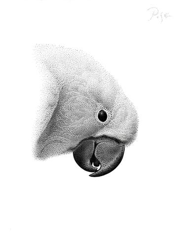 Parrot thumb
