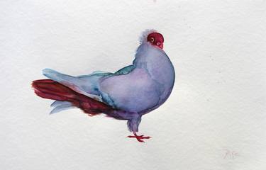 Fancy Pigeon thumb