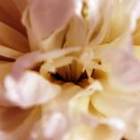 Collection Photography