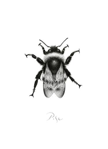 Print of Documentary Nature Drawings by Igor Pose
