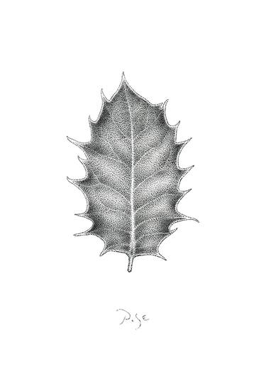 Print of Documentary Botanic Drawings by Igor Pose