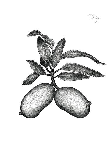 Print of Botanic Drawings by Igor Pose