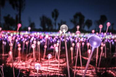 Field of Light thumb