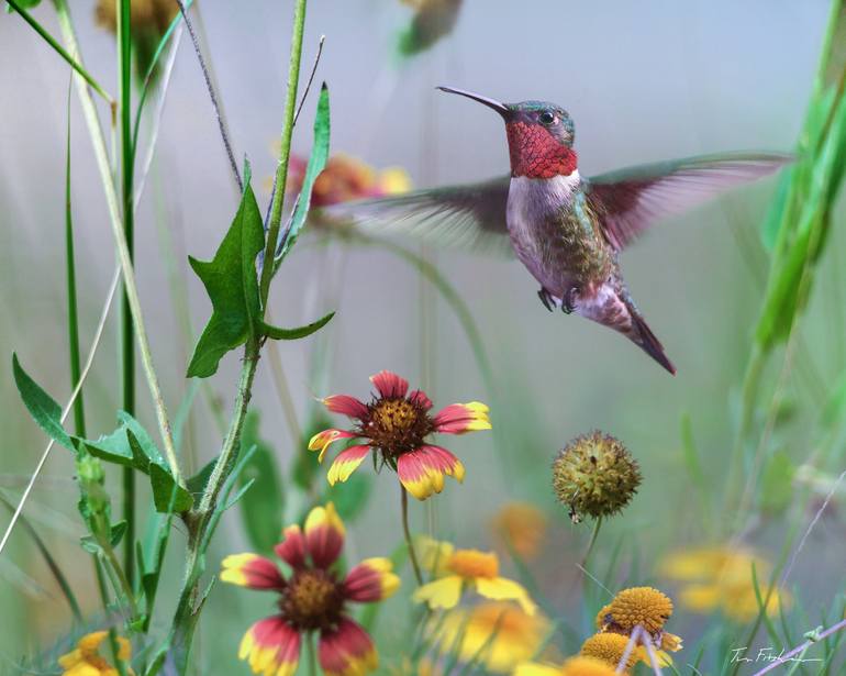 Ruby-throated Hummingbird, Arkansas. Photography by Tim Fitzharris ...