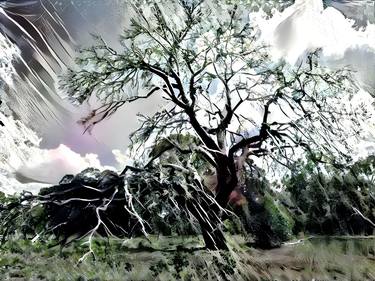 From the 'Tall, Tenacious and Telepathic Tree Series' 2450 thumb