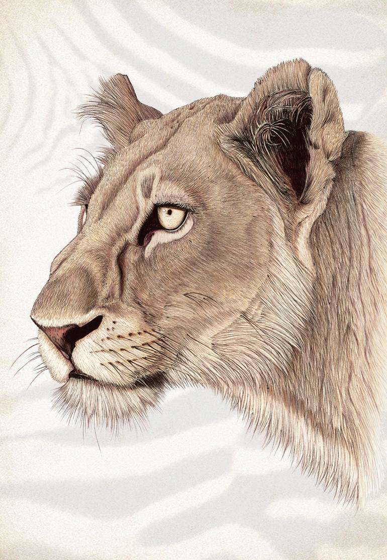 Lioness Pencil Drawing