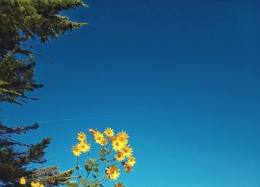 Print of Modern Floral Photography by Richard Pountain