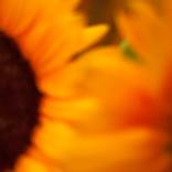 Sunflower 1 - Limited Edition of 1 by Jackie Mathey