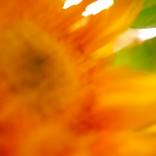 Sunflower 2 - Limited Edition of 1 by Jackie Mathey