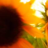 Sunflower 3 - Limited Edition of 1 by Jackie Mathey