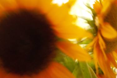 Sunflower 3 - Limited Edition of 1 thumb