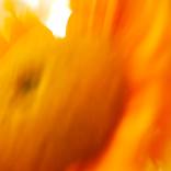 Sunflower 4 - Limited Edition of 1 by Jackie Mathey