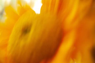 Sunflower 4 - Limited Edition of 1 thumb