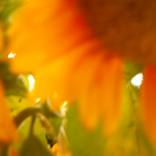 Sunflower 5 - Limited Edition of 1 by Jackie Mathey