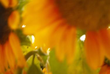 Sunflower 5 - Limited Edition of 1 thumb
