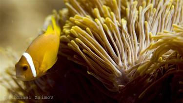 Underwater Yellow Fish /Michael Zaimov/ thumb