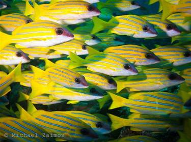 Underwater Hawaii Blue Striped Yellow Snapper /Michael Zaimov/ thumb