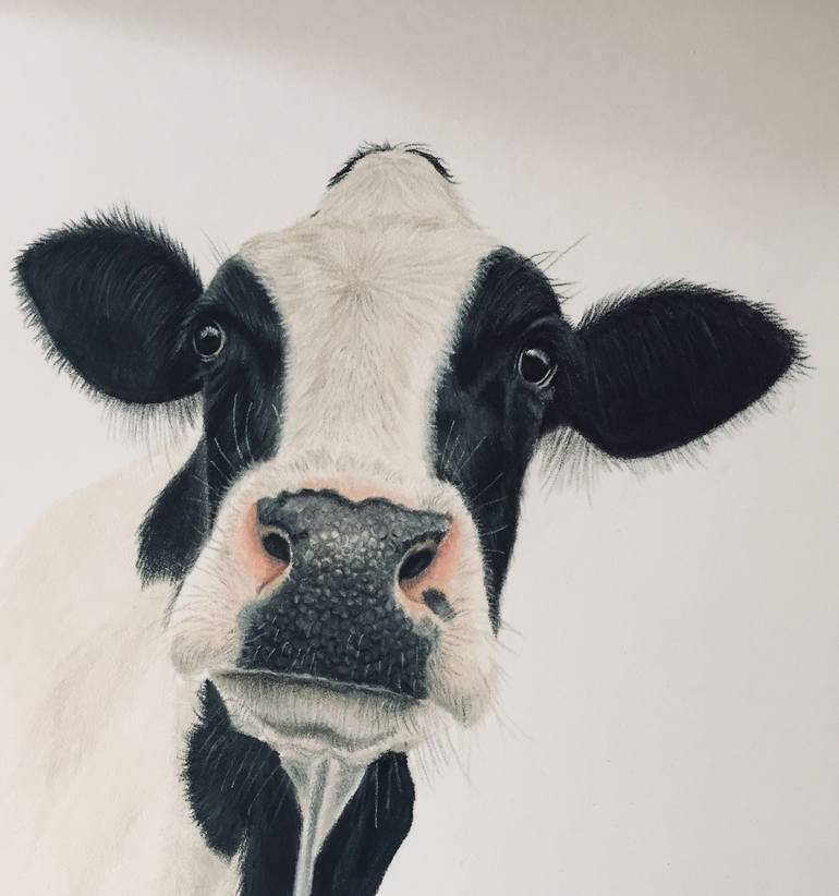 dairy cow face drawing