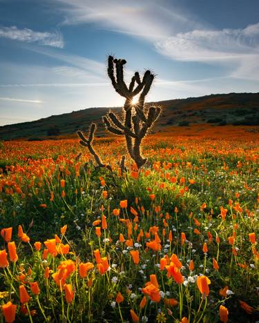 Print of Fine Art Floral Photography by Felix Alfaro