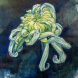 Chrysanthemum by Ernesto Fidel Romero Bayter