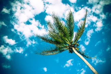 green palm, blue sky - hawaii - Limited Edition of 10 thumb
