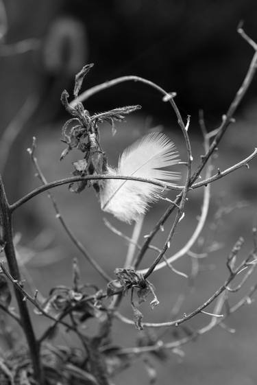 Original Black & White Garden Photography by Wolf Kettler
