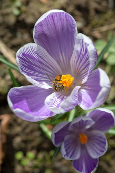 Original Garden Photography by Wolf Kettler