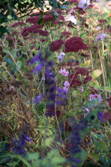 Original Garden Photography by Wolf Kettler