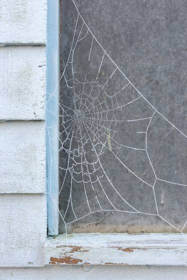 Spider's web thumb