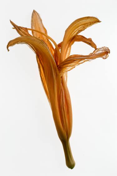 Hemerocallis 1 (Daylily 1) from the series Deadheading - Limited Edition of 6 thumb