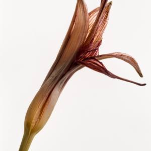 Collection Deadheading