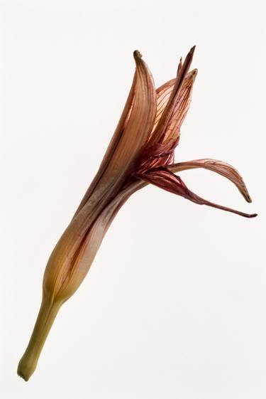 Hemerocallis 2 (Daylily 2) from the series Deadheading - Limited Edition of 6 thumb