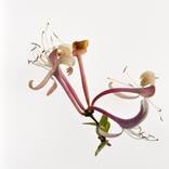 Collection Deadheading