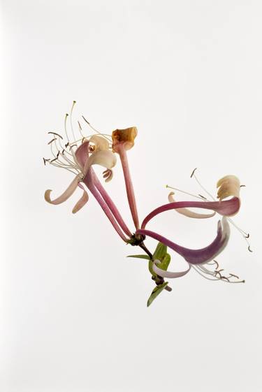 Lonicera (Honeysuckle) from the series Deadheading - Limited Edition of 6 thumb