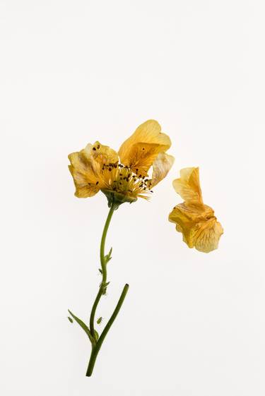 Geum from the series Deadheading - Limited Edition of 6 thumb
