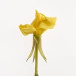 Collection Deadheading