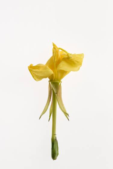 Oenothera biennis (Evening primrose) from the series Deadheading - Limited Edition of 6 thumb